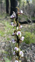 Prasophyllum fimbria