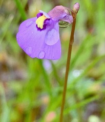 Utricularia barkeri