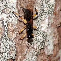 Xorides australiensis