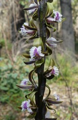 Prasophyllum fimbria