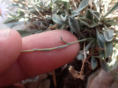 Erigeron cavernensis