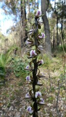 Prasophyllum fimbria