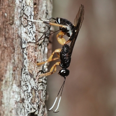 Xorides australiensis