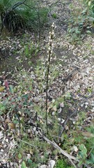 Prasophyllum fimbria
