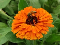 Calendula officinalis