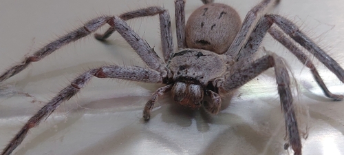 Isopeda alpina