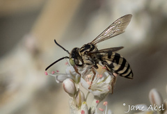 Triepeolus
