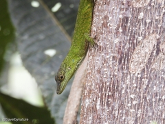 Anolis huilae