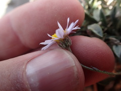 Erigeron cavernensis