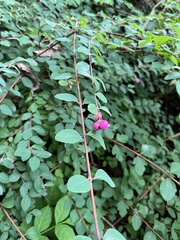 Symphoricarpos × chenaultii