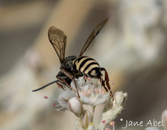 Triepeolus