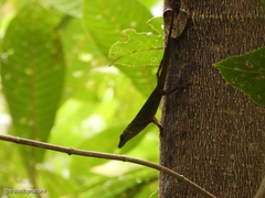Anolis huilae