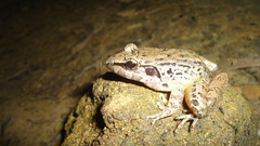 Limnonectes paramacrodon