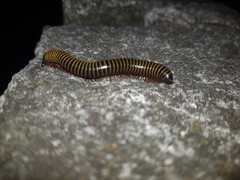 Anadenobolus monilicornis