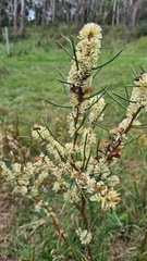 Hakea teretifolia