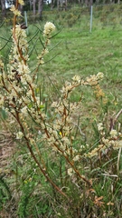 Hakea teretifolia