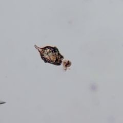Amoebozoa