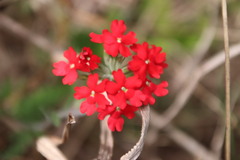 Glandularia peruviana