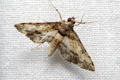 Nacoleia amphicedalis