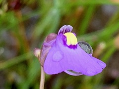 Utricularia barkeri