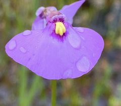 Utricularia barkeri
