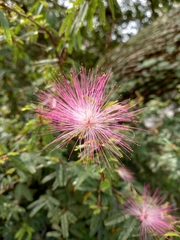 Calliandra selloi