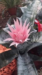 Aechmea fasciata