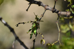 Bootettix argentatus