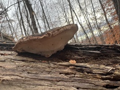 Ischnoderma resinosum