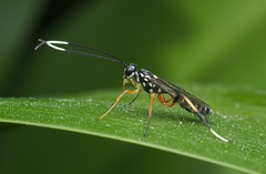 Xanthocryptus novozealandicus