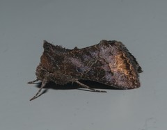 Thysanoplusia reticulata