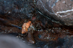 Coenobita compressus