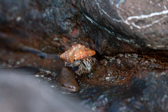 Coenobita compressus
