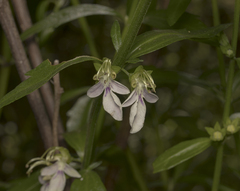 Teucrium bicolor