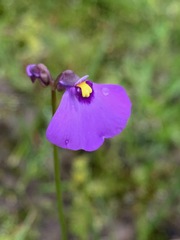 Utricularia barkeri