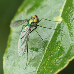 Chrysosomatini
