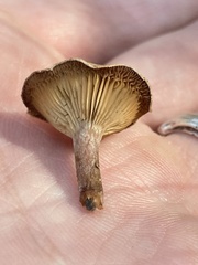 Clitocybaceae