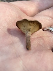Clitocybaceae