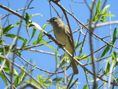 Elaenia