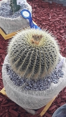 Kroenleinia grusonii