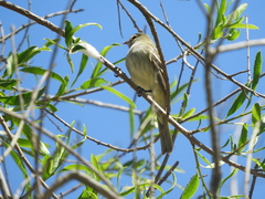Elaenia