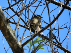 Elaenia
