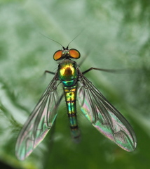 Chrysosomatini