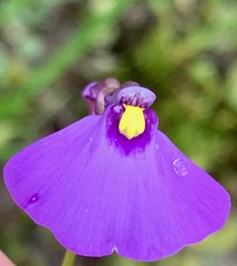 Utricularia barkeri