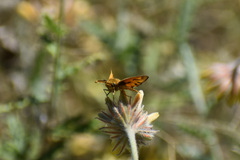 Hylephila phyleus phyleus