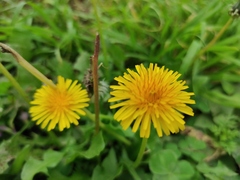 Taraxacum officinale