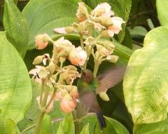 Haplophaedia aureliae