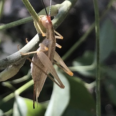 Oecanthus varicornis