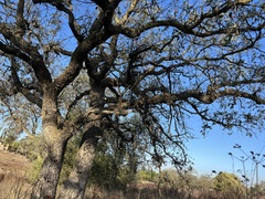 Quercus engelmannii
