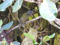 Mionectes striaticollis